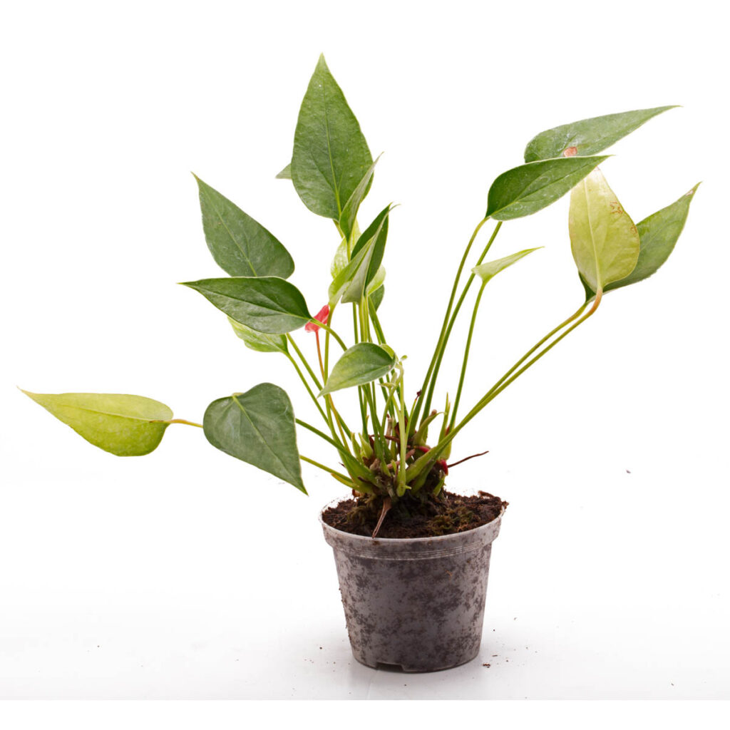 Anthurium andreanum ‘Mini’ Mini Flamingoblume