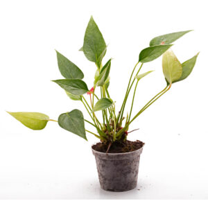 Anthurium andreanum ‘Mini’ Mini Flamingoblume