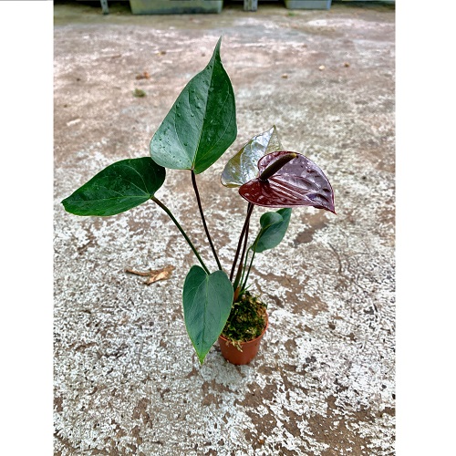 Anthurium andreanum ‘Mini Chocolate’ galerij