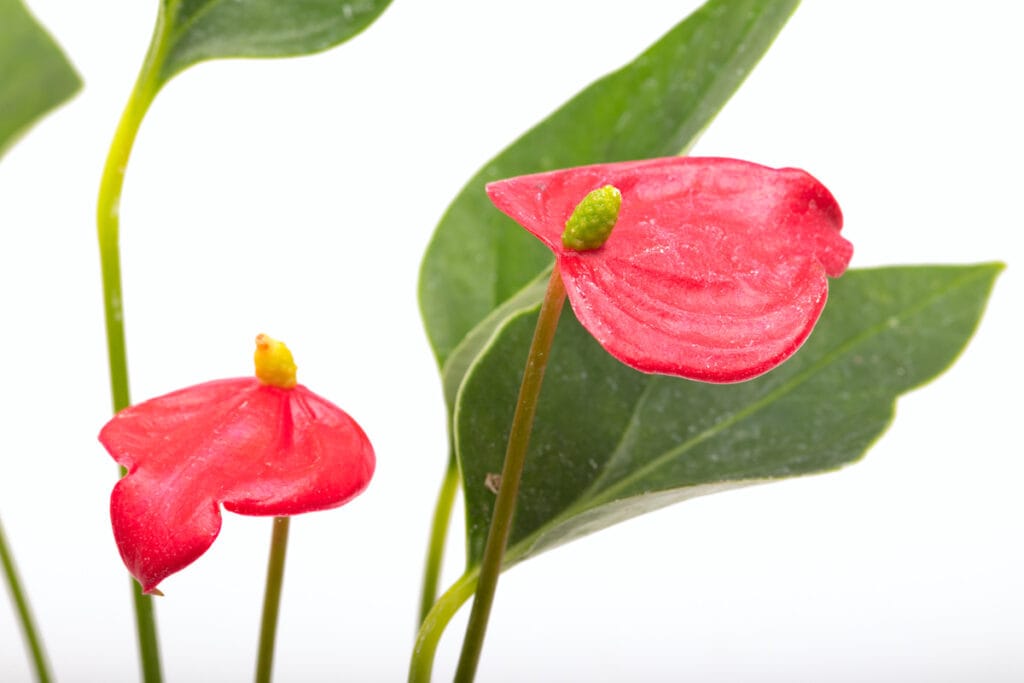 Anthurium andreanum ‘Mini’ Mini Flamingoblume galerij