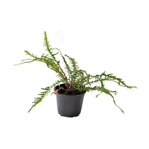 Asplenium x ebenoides Drachenschwanzfarn