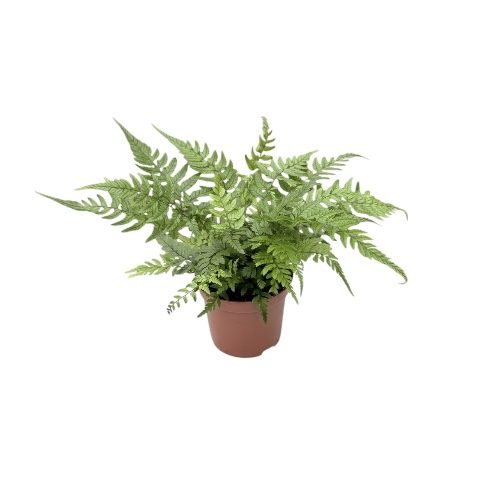 Athyrium spicatum