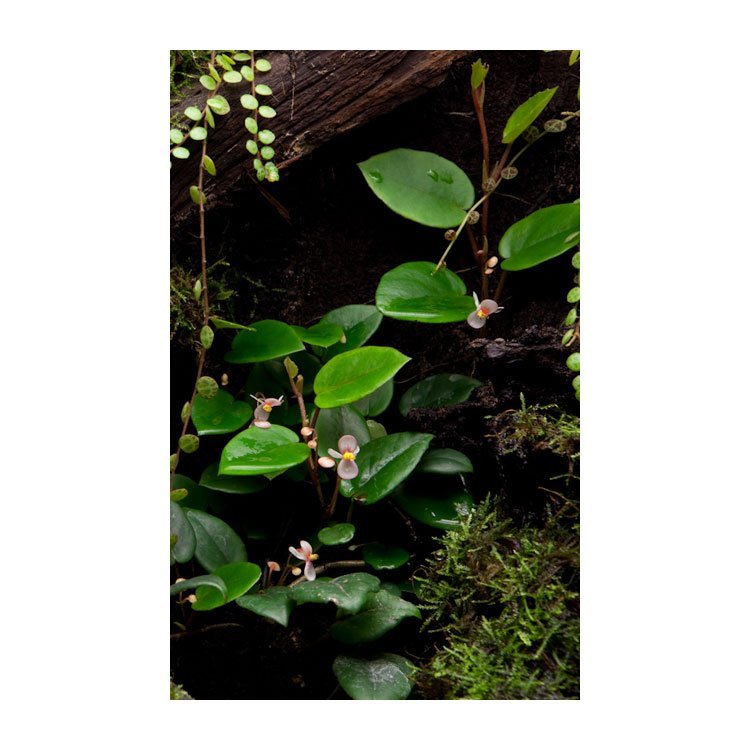Begonia schulzei (Syn. Begonia elaeagnifolia) galerij