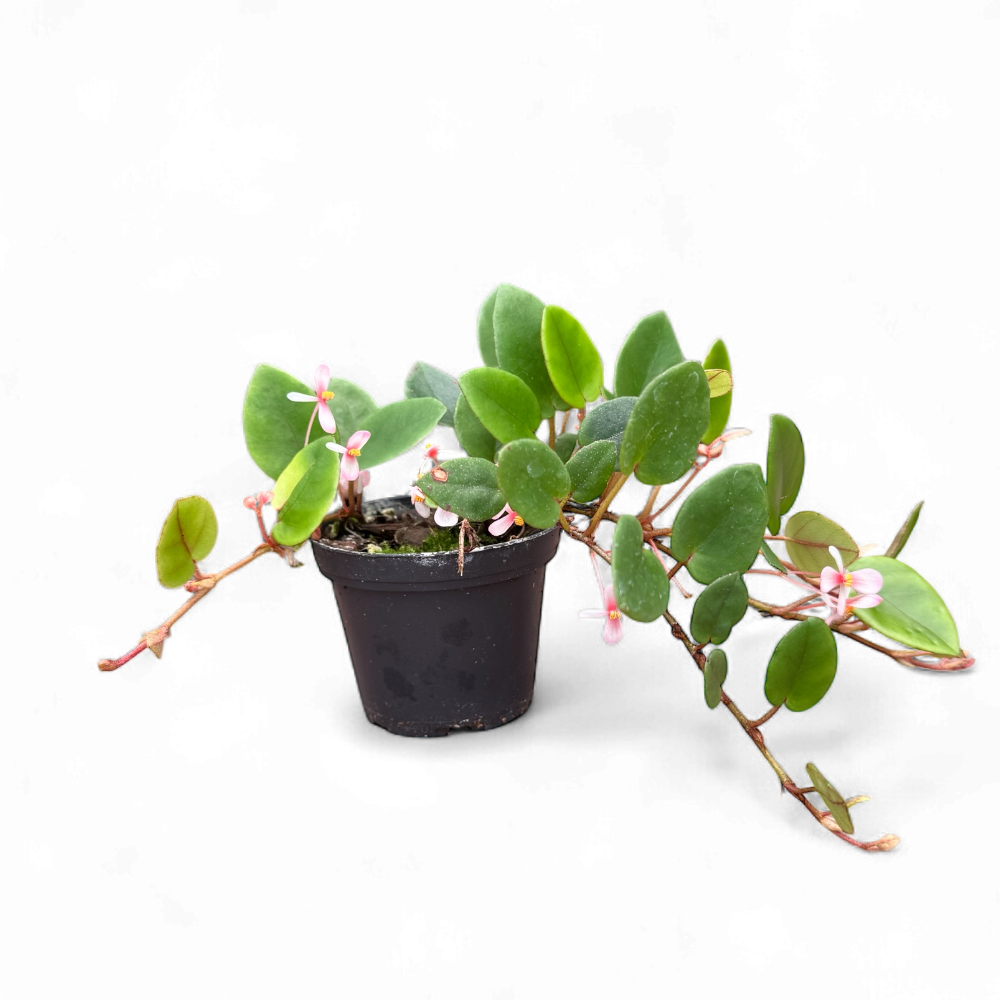 Begonia schulzei (Syn. Begonia elaeagnifolia)