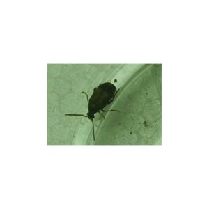 Bohnenkäfer Callosobruchus cf.maculatus 500ml