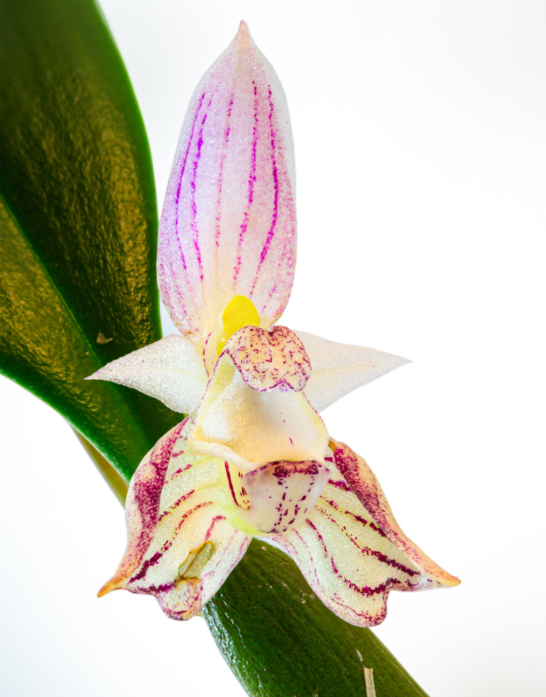 Bulbophyllum ambrosia galerij