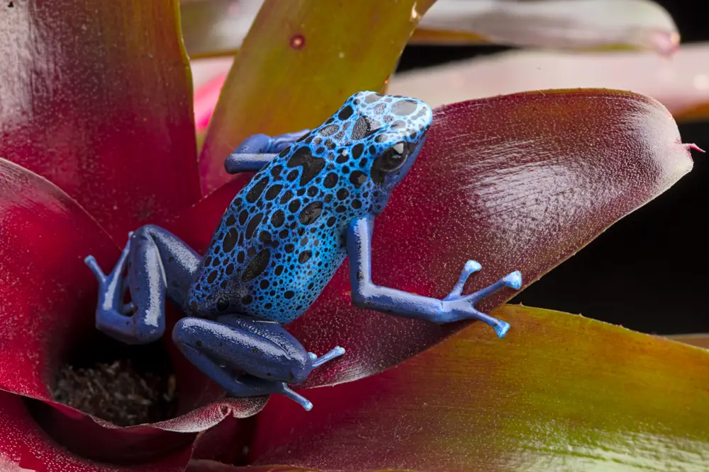 Dendrobates tinctorius ”Azureus” galerij