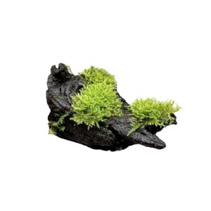 Christmas-Moos auf Driftwood