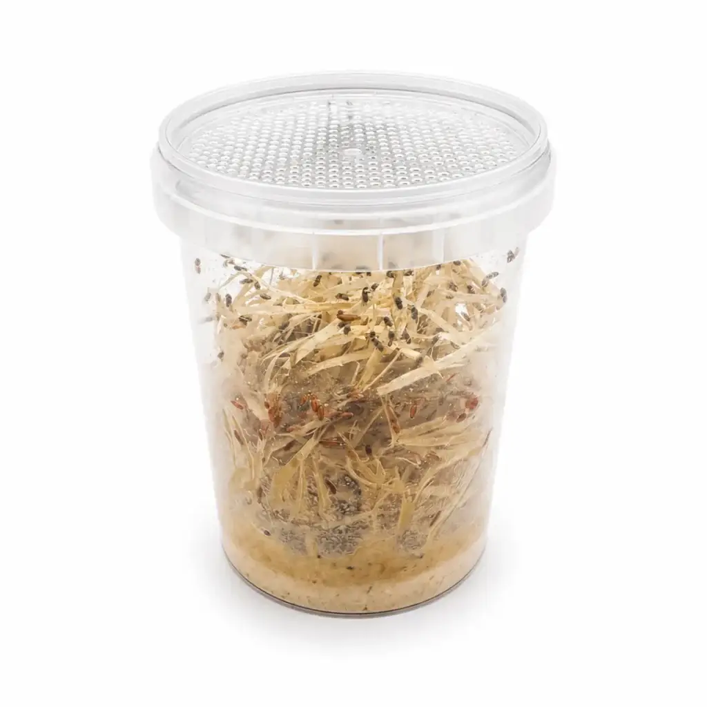 Kleine Fruchtfliege Drosophila melanogaster flugunfähig 500 ml galerij