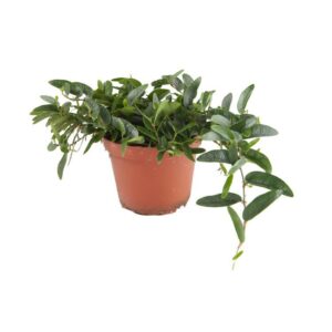 Ficus spec. Panama Panamaficus</ems