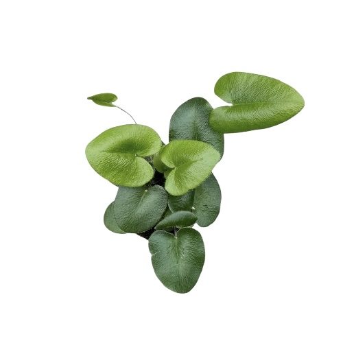 Hemionitis ariflora Herzblattfarn galerij
