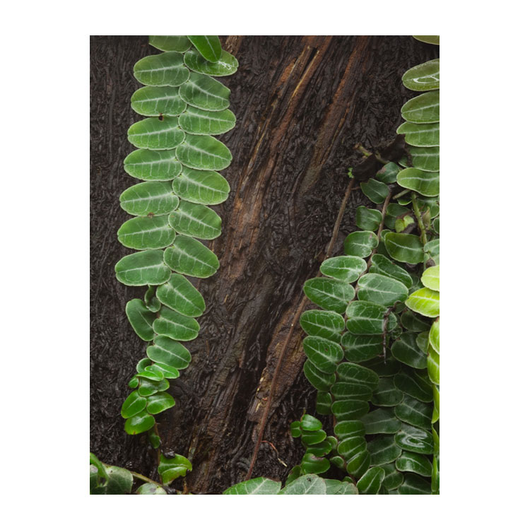 Marcgravia umbellata (spec. Peru) galerij