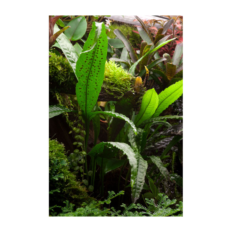 Microsorum pteropus Javafarn galerij
