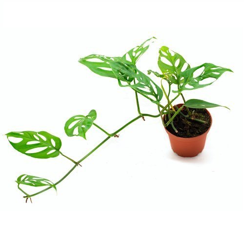 Monstera acuminata