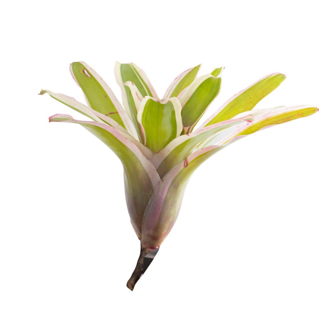 Neoregelia ‘Fireball variegata’ galerij