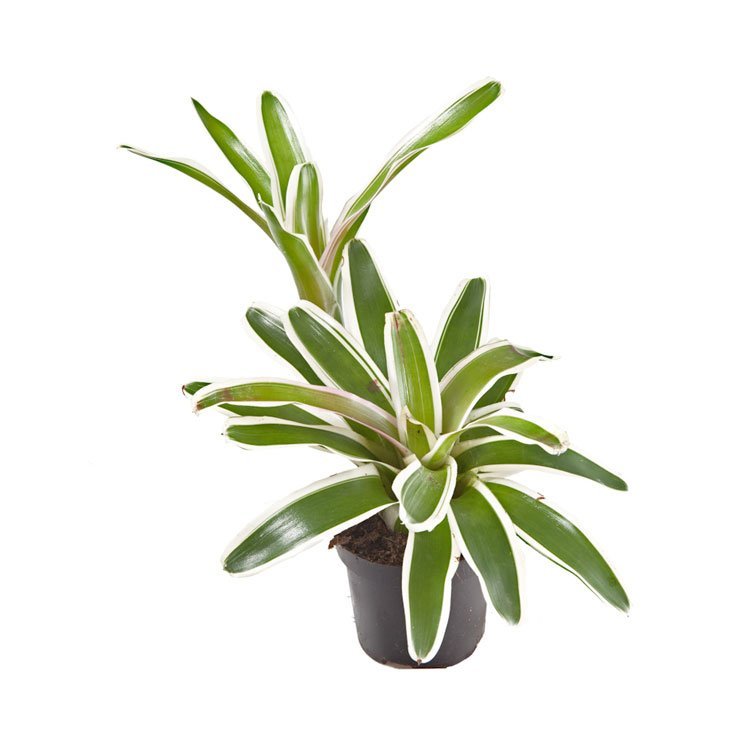 Neoregelia ‘Fireball variegata’