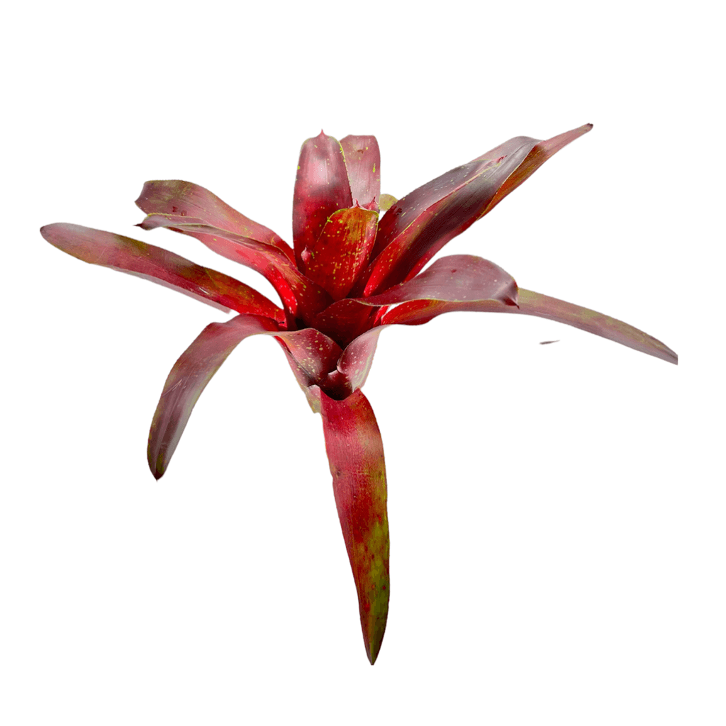 Neoregelia ‘Fuego Ancho’