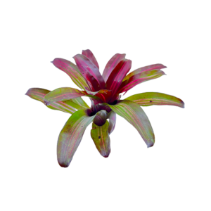 Neoregelia ‘Zoe’ (‘carolinae lineated x Fireball’ x ‘Fireball’)