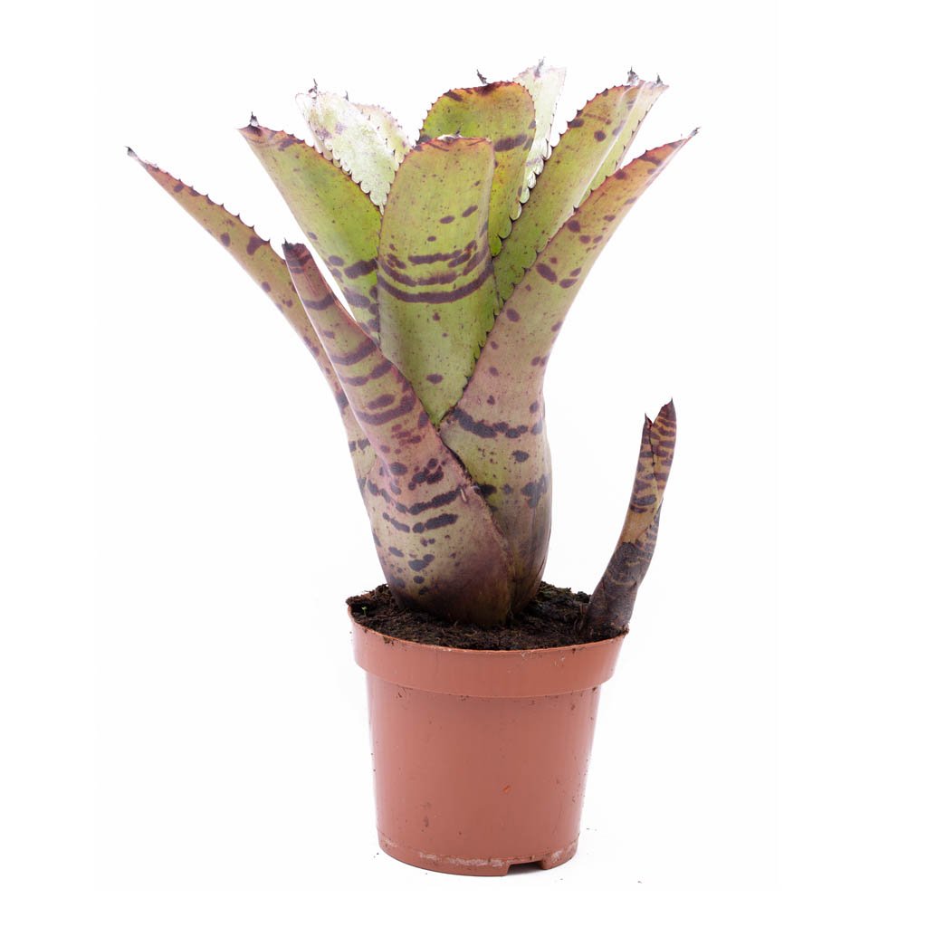 Neoregelia 'Tiger'