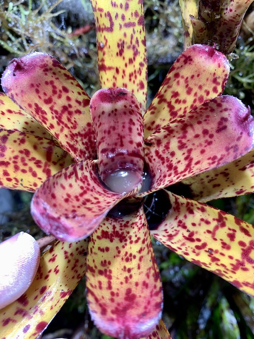 Neoregelia ‘Aphrodita’ galerij