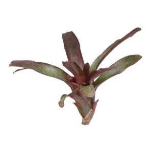 Neoregelia ‘Amazon’