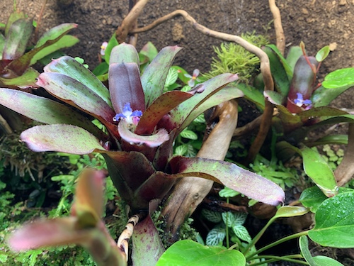 Neoregelia ‘Amazon’ galerij