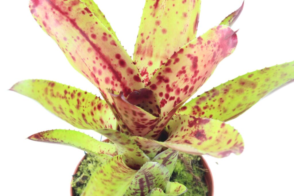 Neoregelia ‘Cheers’ (olens x pauciflora) Ableger galerij