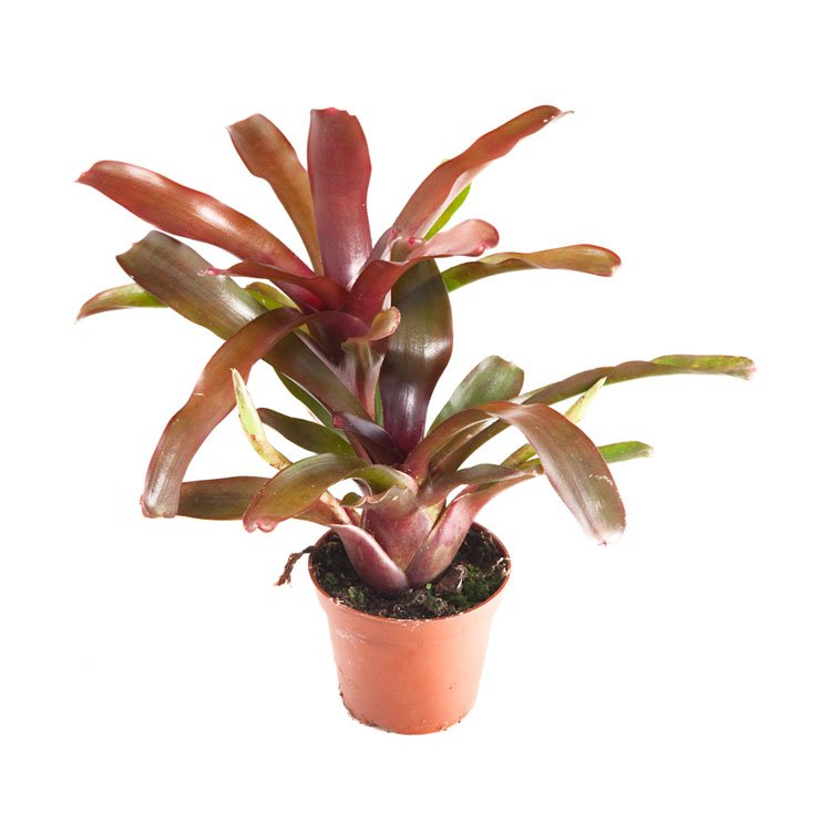 Neoregelia ‘Fireball’