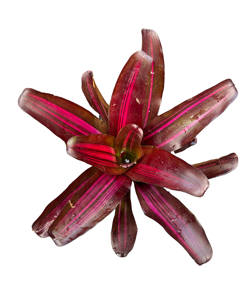 Neoregelia ‘Zoe’ (‘carolinae lineated x Fireball’ x ‘Fireball’) galerij