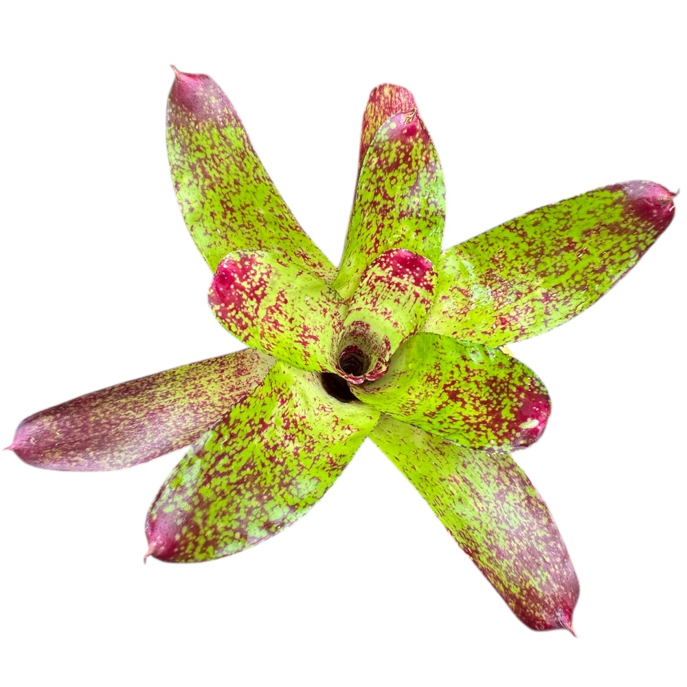 Neoregelia kautskyi spec. galerij