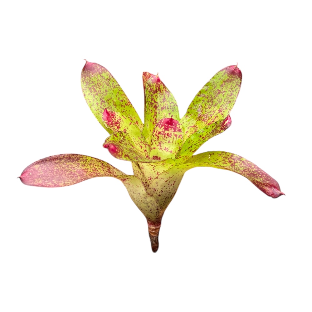 Neoregelia kautskyi spec.