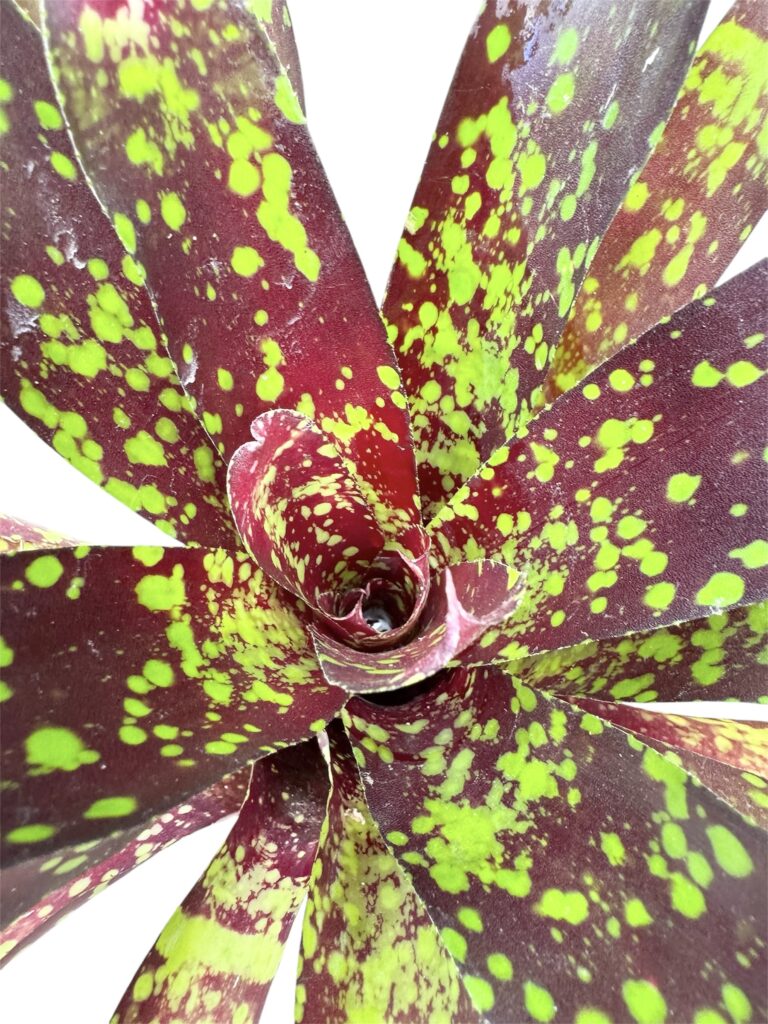 Neoregelia 'Osser' galerij