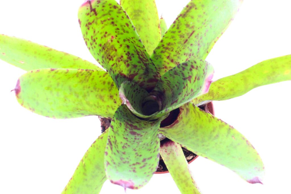 Neoregelia 'Red Tips' galerij