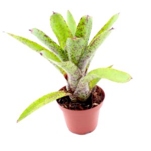 Neoregelia 'Red Tips'