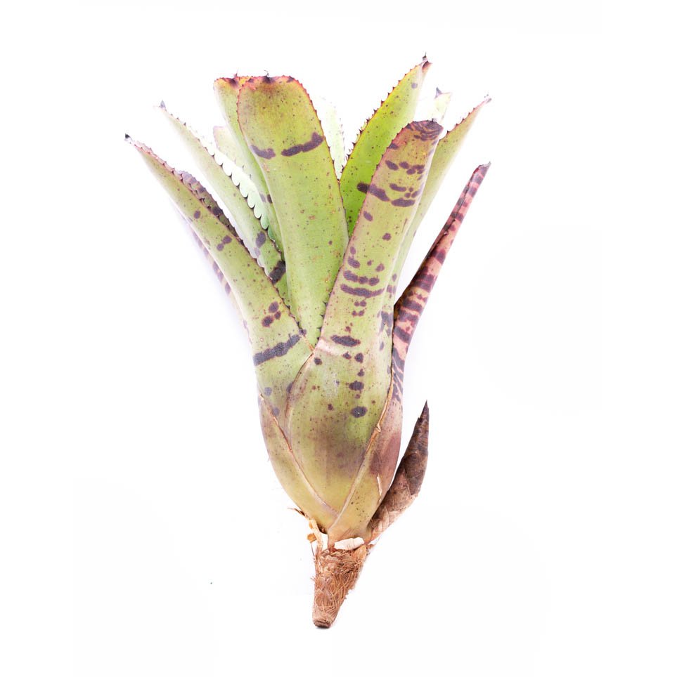 Neoregelia 'Tiger' galerij