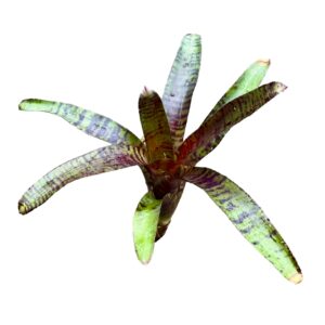 Neoregelia ‘Zeus’