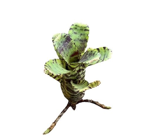 Neoregelia ‘zotica’ galerij