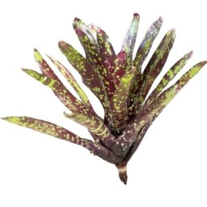 Neoregelia 'Osser'
