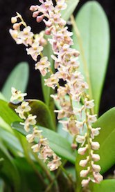 Stelis spec. Panama galerij