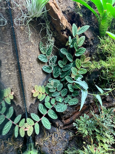 Pellionia pulchra galerij