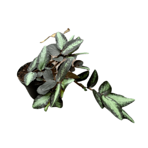 Pellionia pulchra