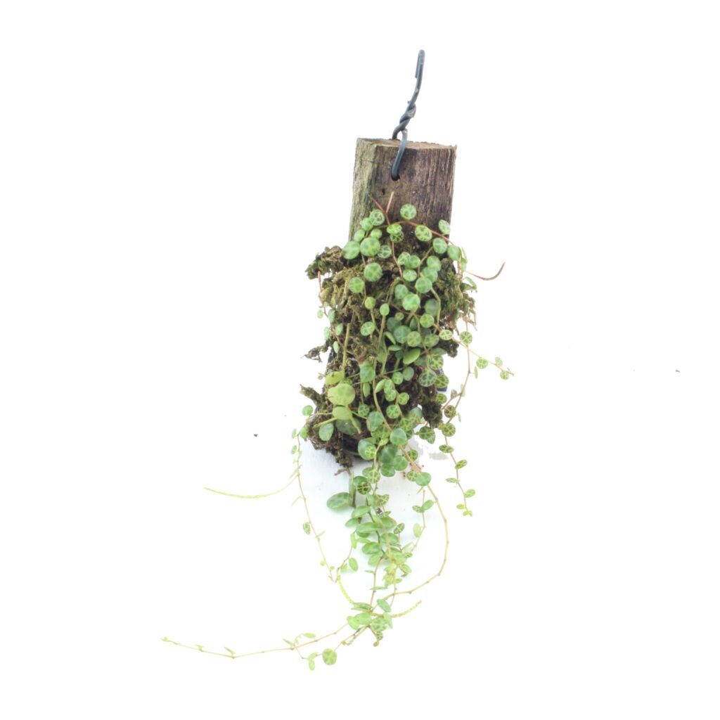Peperomia prostrata Aufgebunden