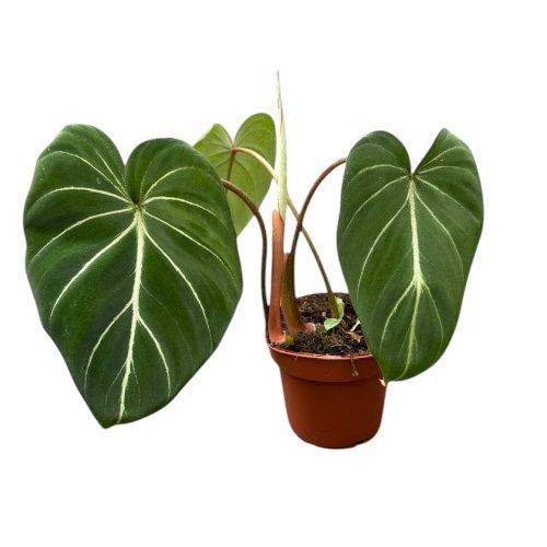 Philodendron gloriosum