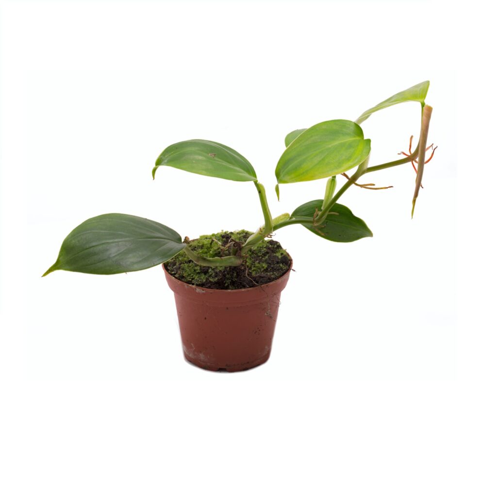Philodendron scandens variegata galerij