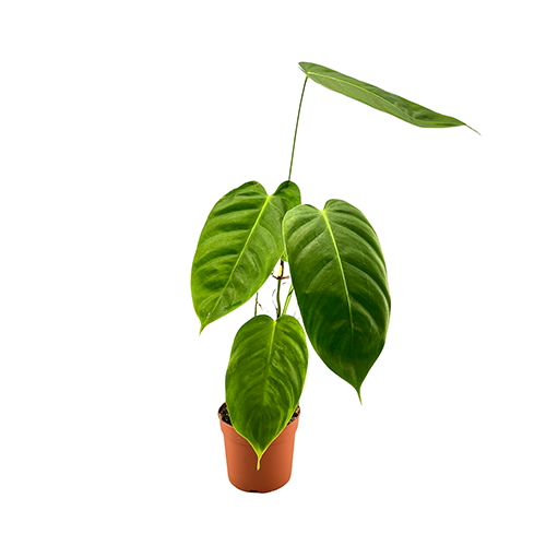 Philodendron esmeraldense