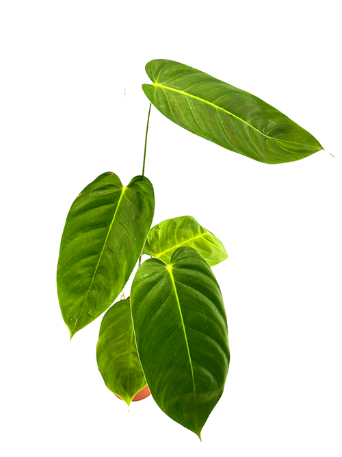 Philodendron esmeraldense galerij