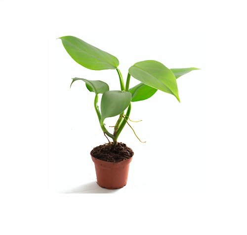 Philodendron hastatum Silver Sword