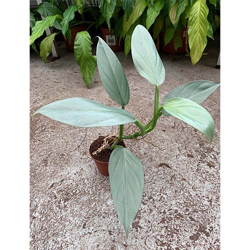 Philodendron hastatum Silver Sword galerij