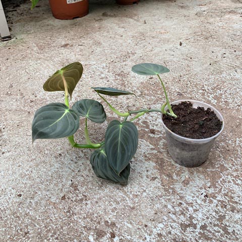 Philodendron melanochrysum galerij