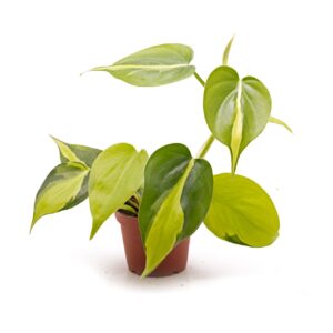 Philodendron scandens variegata